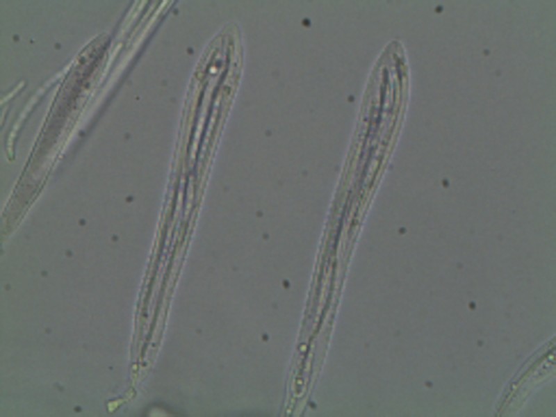 Spathularia flavida